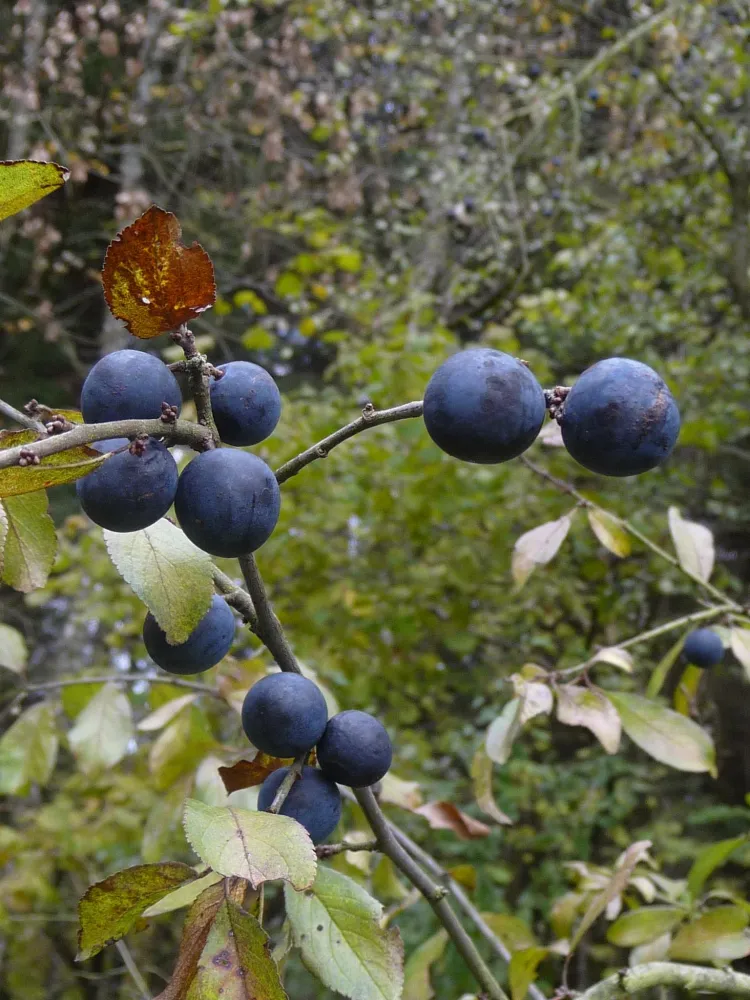 Liqueur de prunelles