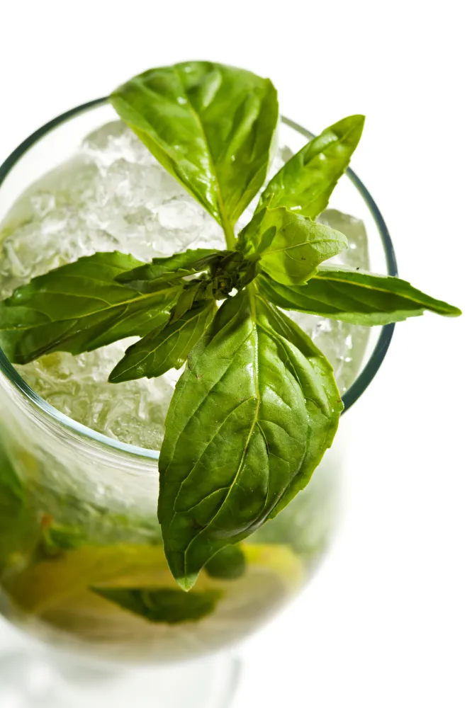 Mojito au Basilic